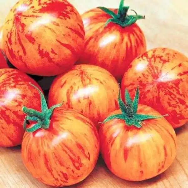 Tomaten: Amurskij Tigr