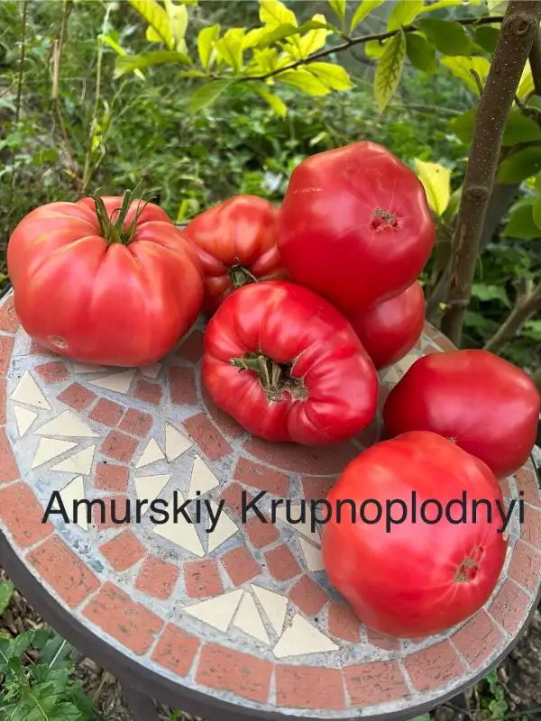 Tomaten: Amurskiy Krupnoplodnyi