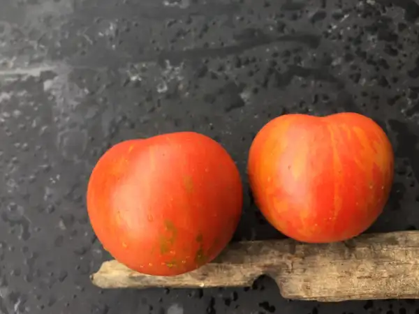 Tomaten: Amurskiy Tigr