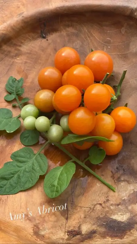 Tomaten: Amy’s Abricot