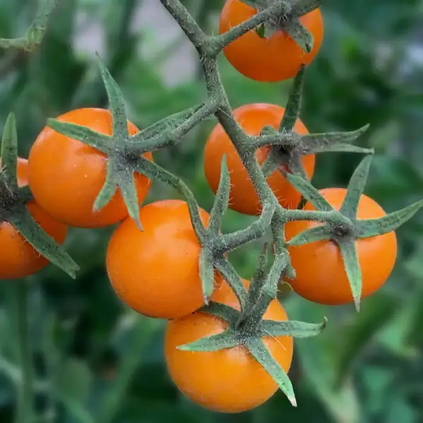 Tomaten: Amy