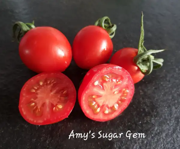 Tomaten: Amy