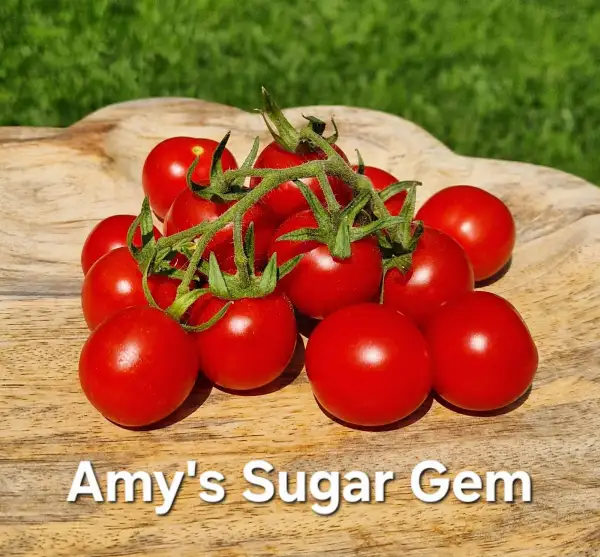 Tomaten: Amy