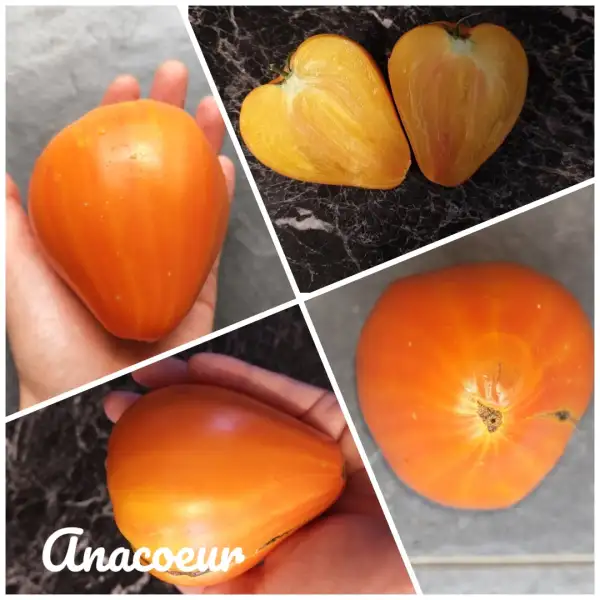 Tomaten: Anacoeur