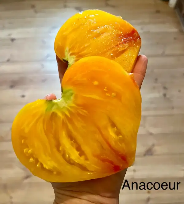 Tomaten: Anacoeur