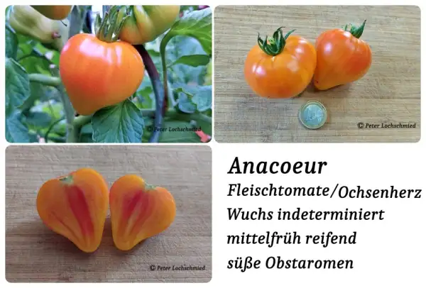 Tomaten: Anacoeur