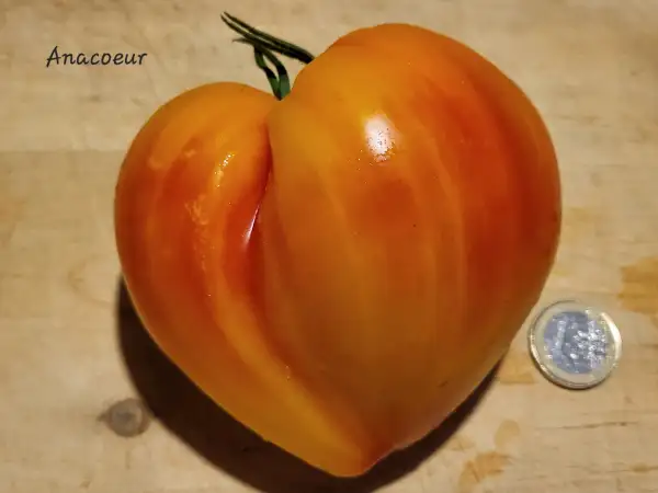 Tomaten: Anacoeur