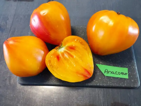 Tomaten: Anacoeur