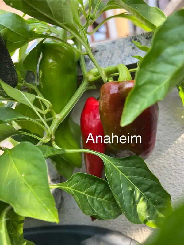 Chili / Paprika: Anaheim