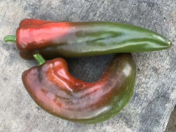 Chili / Paprika: Anaheim