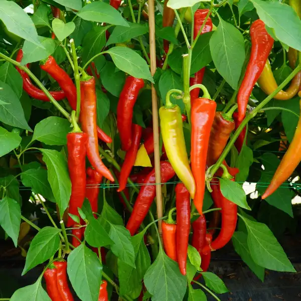Chili: Anaheim