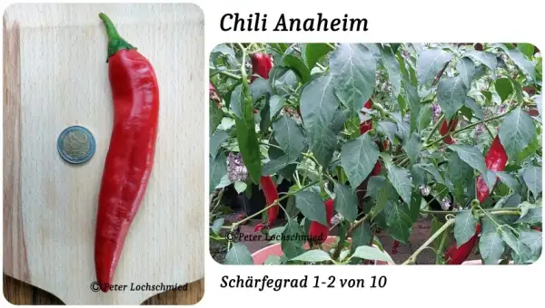 Chili: Anaheim
