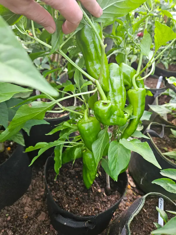Chili: Anaheim Orange