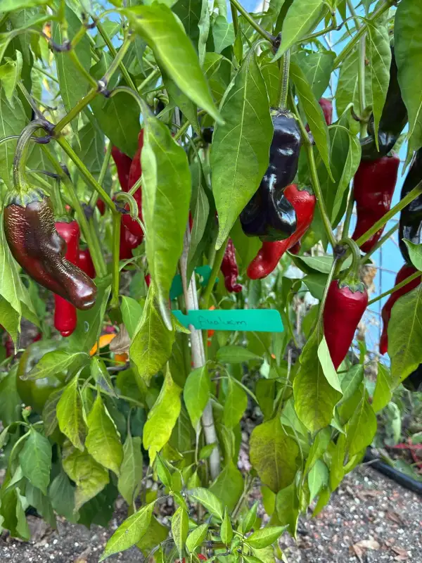 Chili: Anaheim Schärfe 1-3