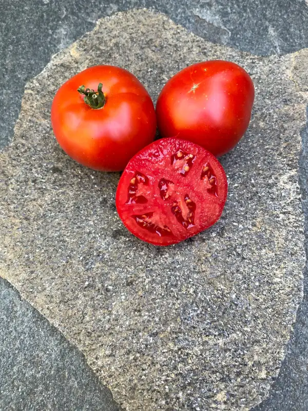 Tomaten: Anahit 351