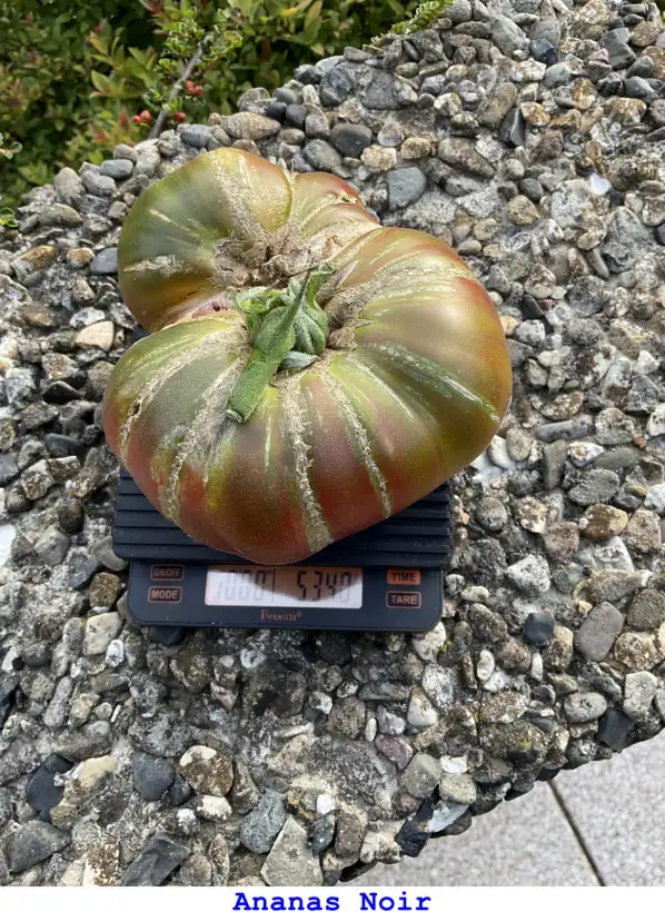 Tomaten: Ananar Noir