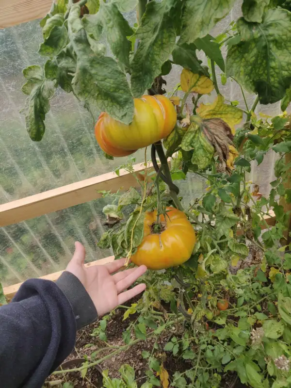Tomaten: Ananas