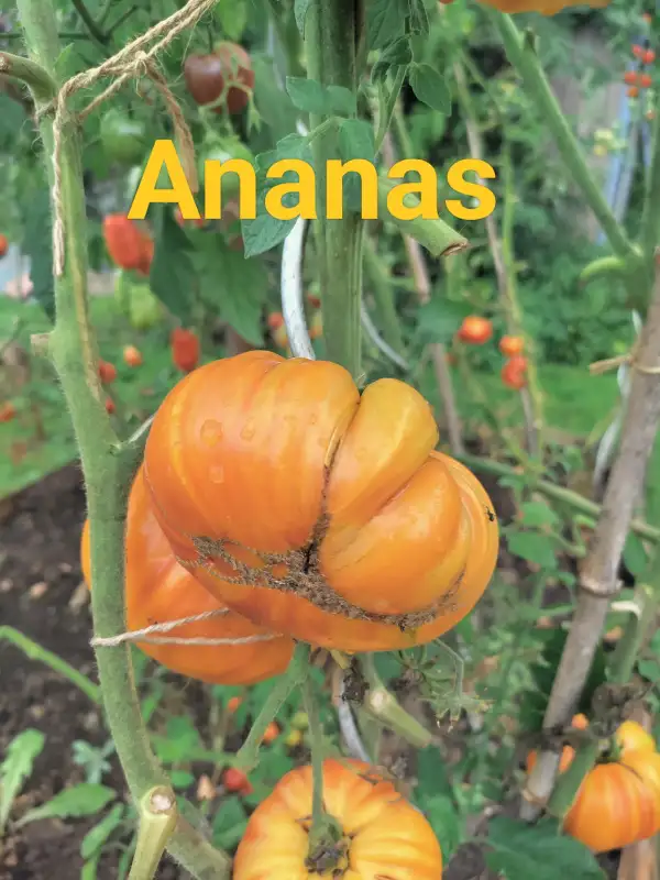 Tomaten: Ananas