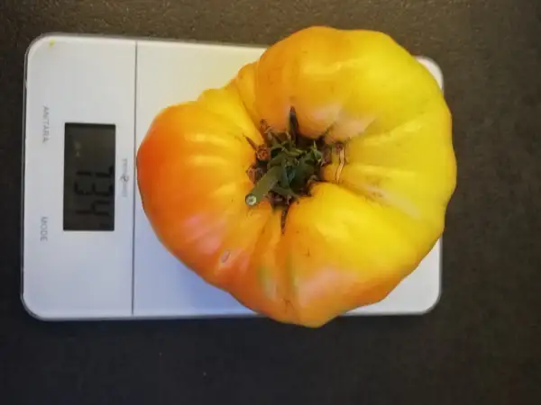 Tomaten: Ananas