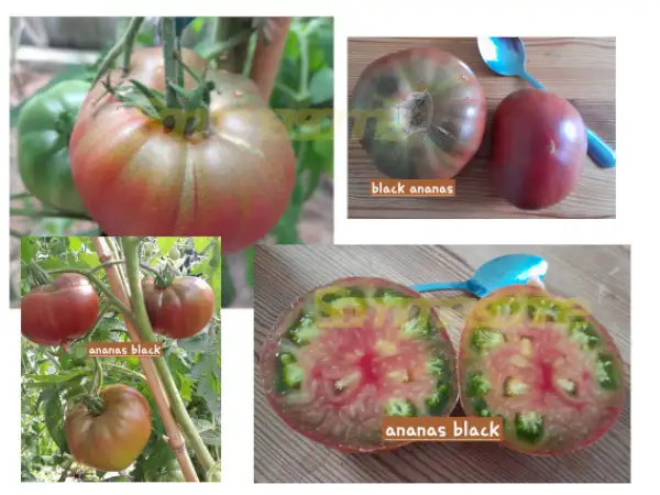 Tomaten: Ananas Black, Black Pineapple