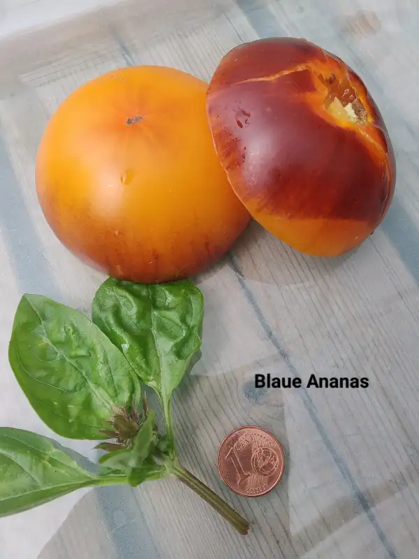 Tomaten: Ananas blau