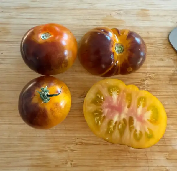 Tomaten: Ananas blau