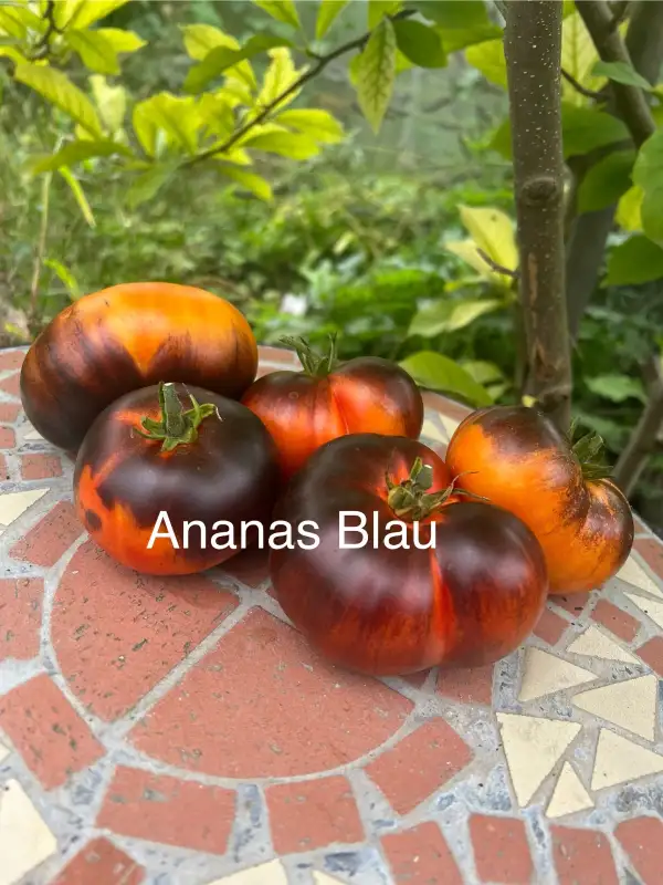 Tomaten: Ananas blau