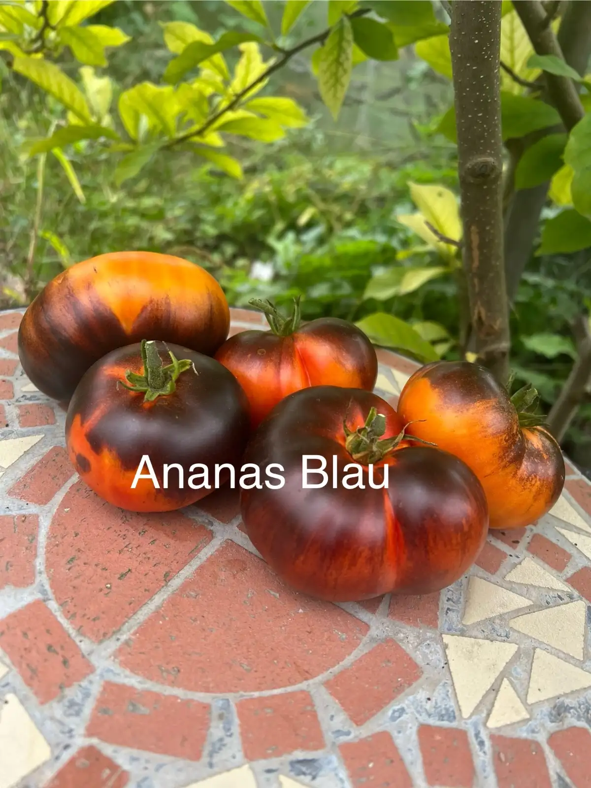 Tomaten: Ananas blau