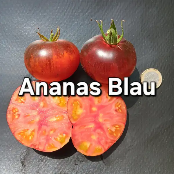 Tomaten: Ananas blau