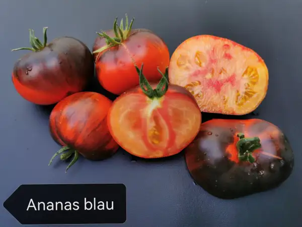 Tomaten: Ananas blau