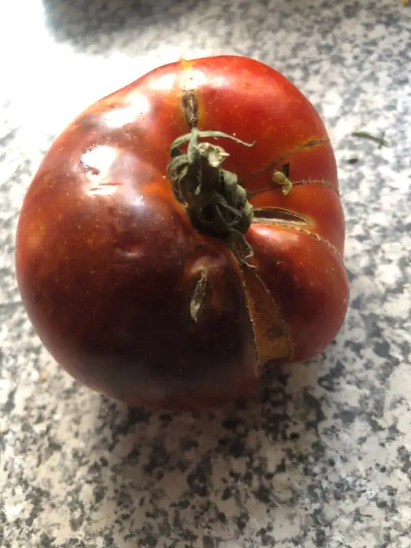 Tomaten: Ananas blau