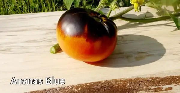 Tomaten: Ananas blau