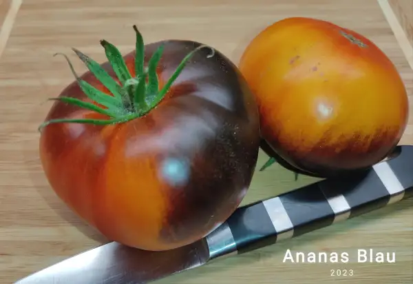 Tomaten: Ananas Blau (Fleischtomate)