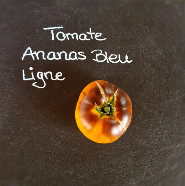 Tomaten: Ananas Bleu Ligne