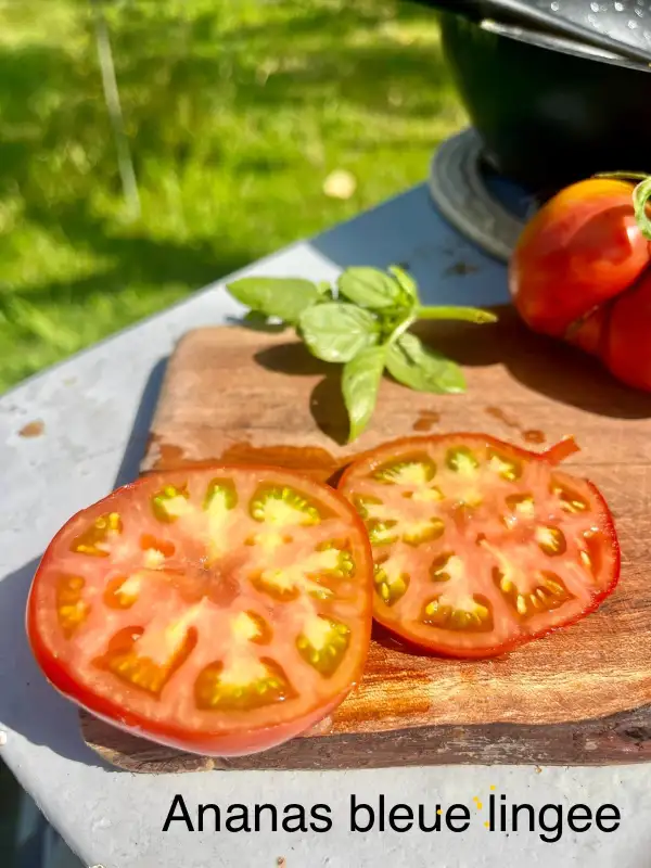 Tomaten: Ananas Bleue Lignee