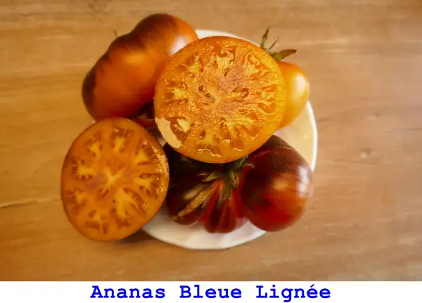Tomaten: Ananas Bleue Lignee