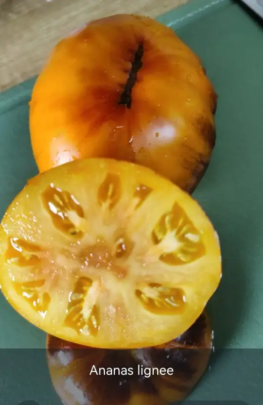 Tomaten: Ananas Bleue Lignee