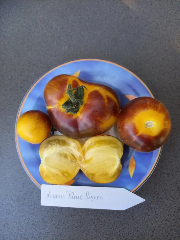 Tomaten: Ananas Bleue Lignee