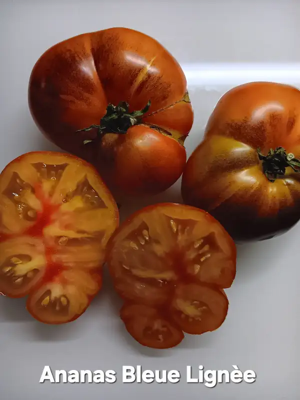 Tomaten: Ananas Bleue Lignee