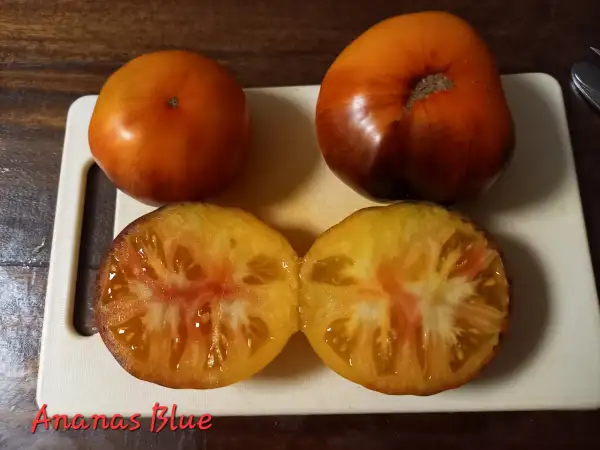 Tomaten: Ananas Blue