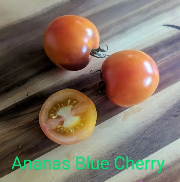 Tomaten: Ananas Blue Cherry