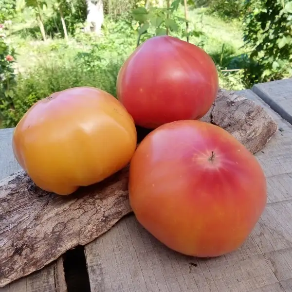 Tomaten: Ananas Fleischtomate, alte, samenfeste Sorte aus Kentucky.