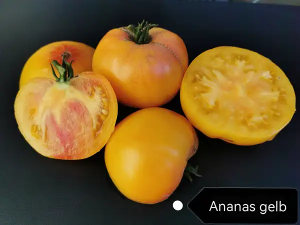 Tomaten: Ananas gelb