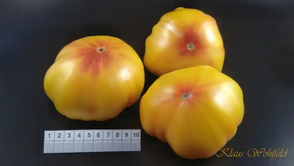 Tomaten: Ananas Golden