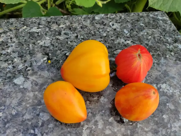 Tomaten: Ananas Heart