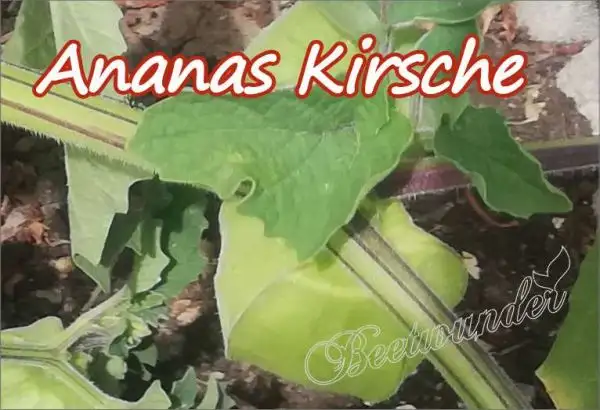 Physalis: Ananas Kirsche