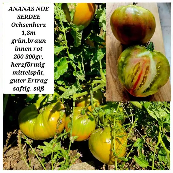 Tomaten: ANANAS NOE SERDEE