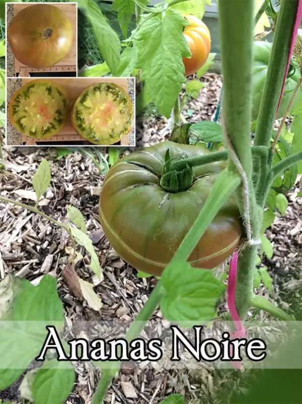 Tomaten: Ananas Noir