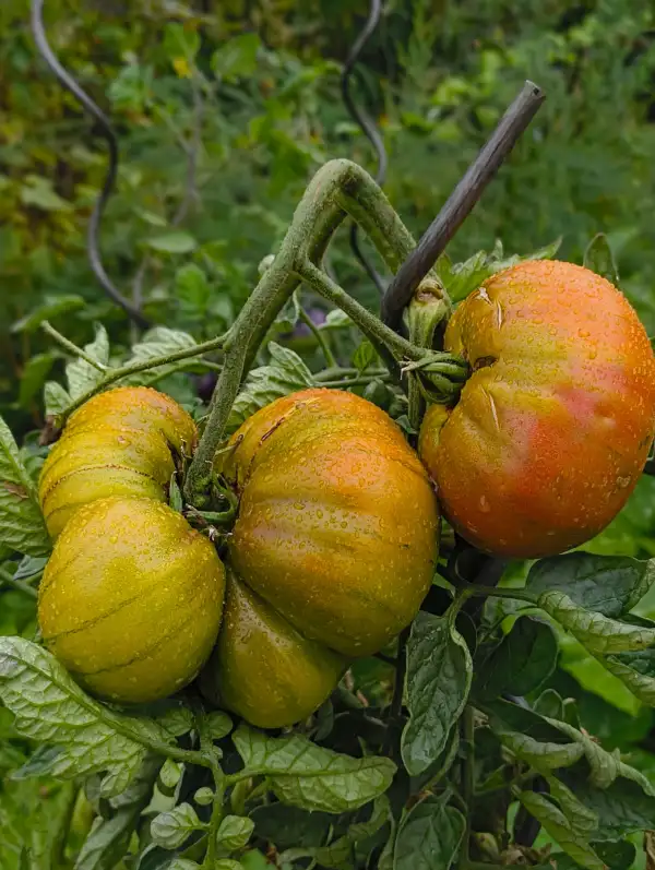 Tomaten: Ananas Noir