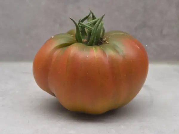 Tomaten: Ananas Noir